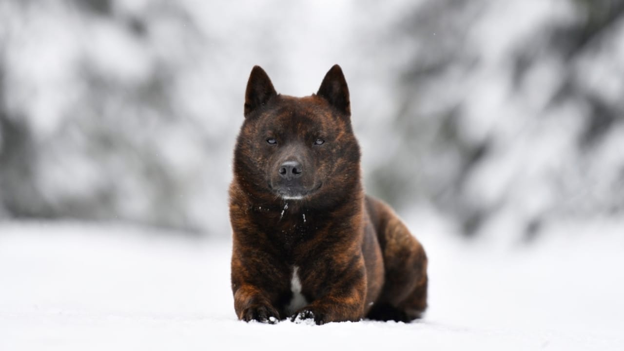 10 Heartwarming Dog Breeds from Japan You Didn’t Know You Needed in Your Life - Kai Inu or Kai Ken ss2435274549
