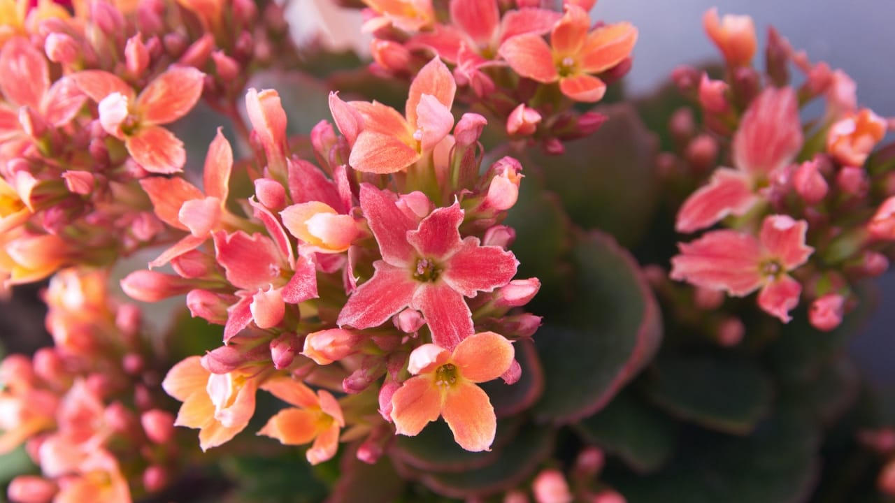 Bring Color & Beauty to Your Home with These 10 Stunning Flowering Plants - Kalanchoe ss2473264747