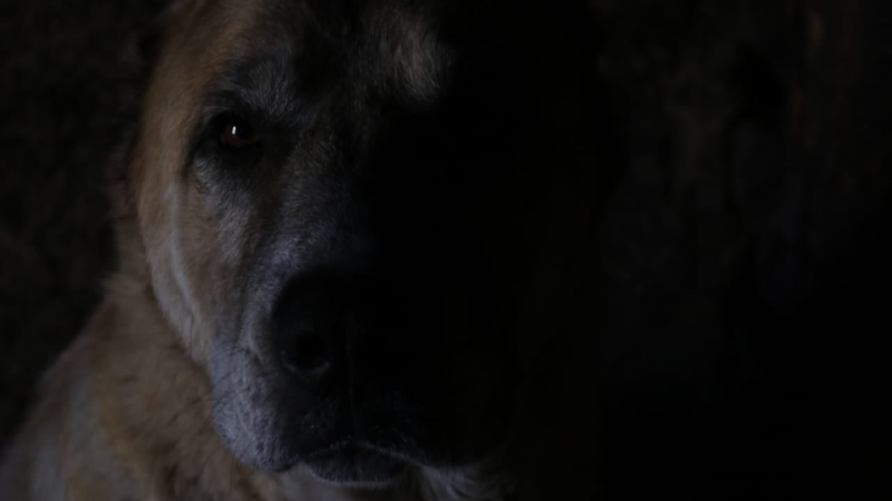 10 Reasons the Kangal Dog is Considered the Ultimate Protector  - Kangal dog ss1756651043