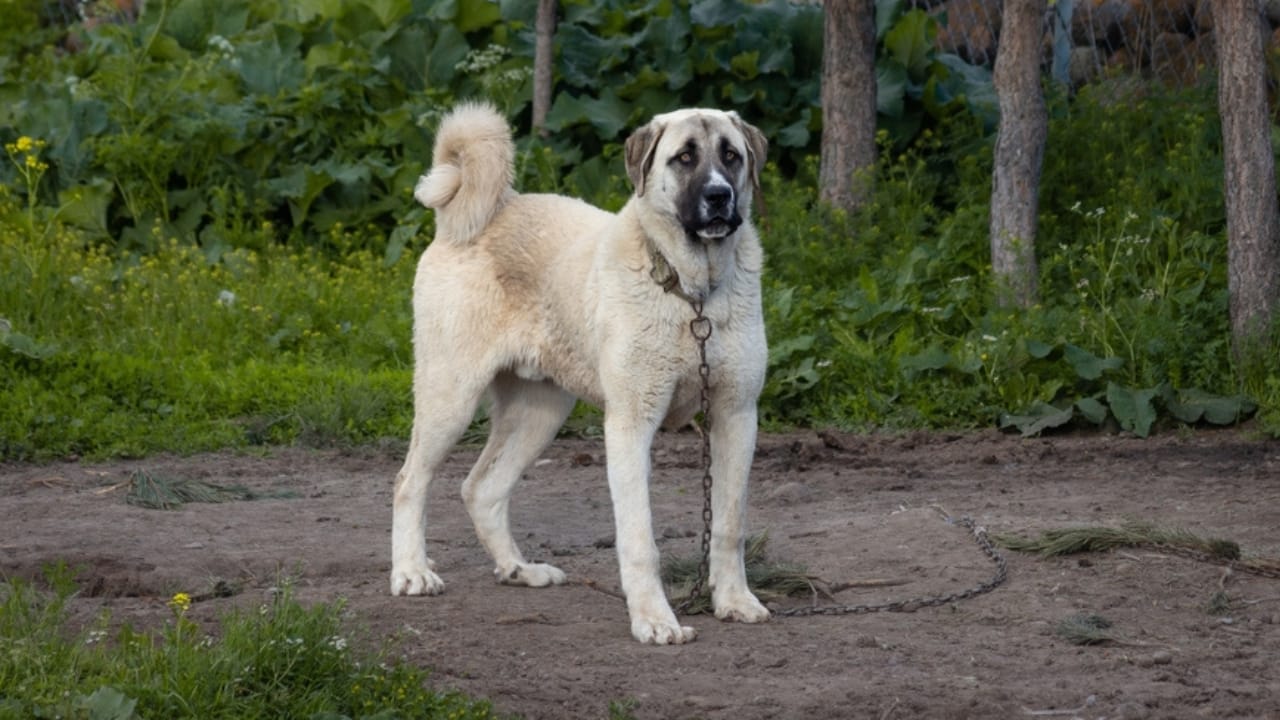 10 Reasons the Kangal Dog is Considered the Ultimate Protector  - Kangal dog ss2101992538