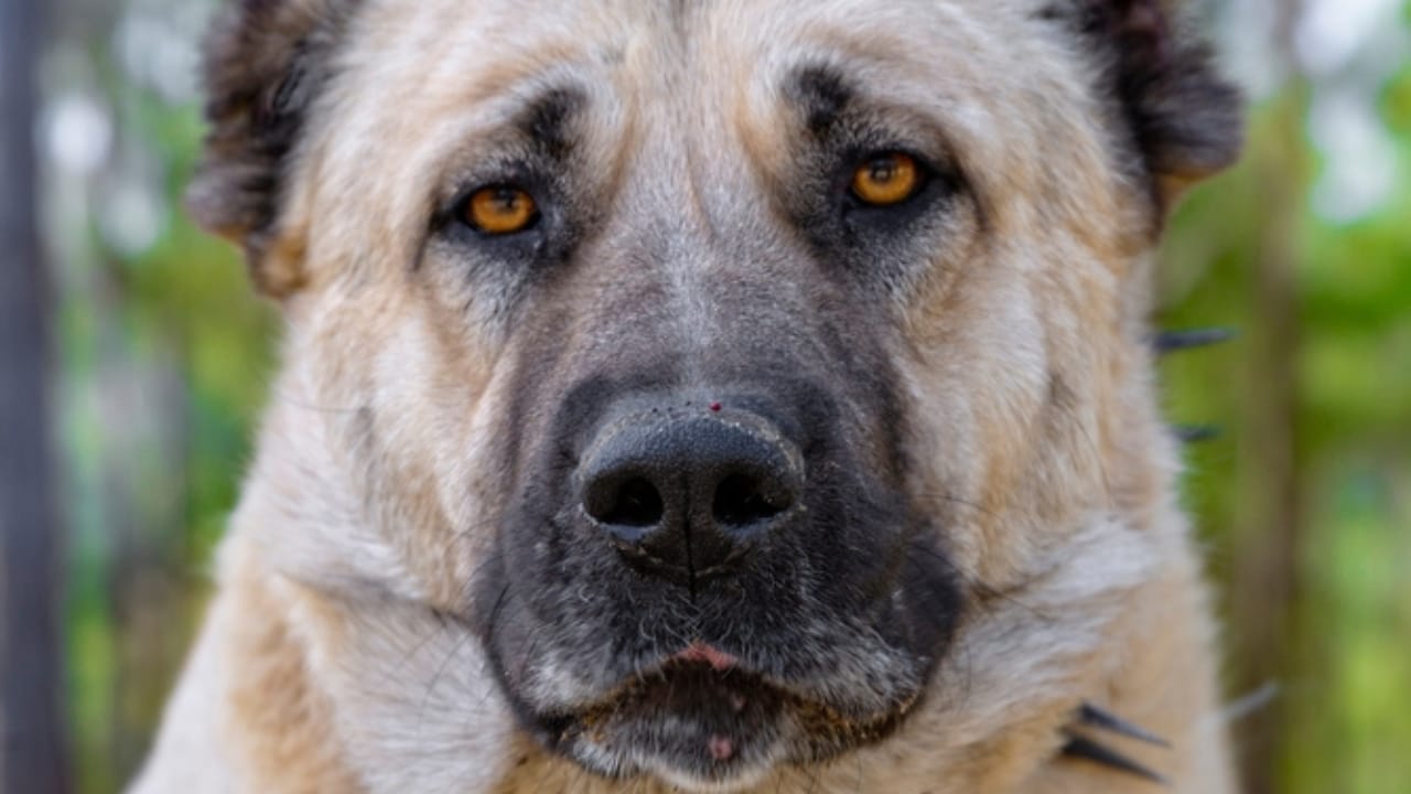 10 Reasons the Kangal Dog is Considered the Ultimate Protector  - Kangal dog ss2151160451