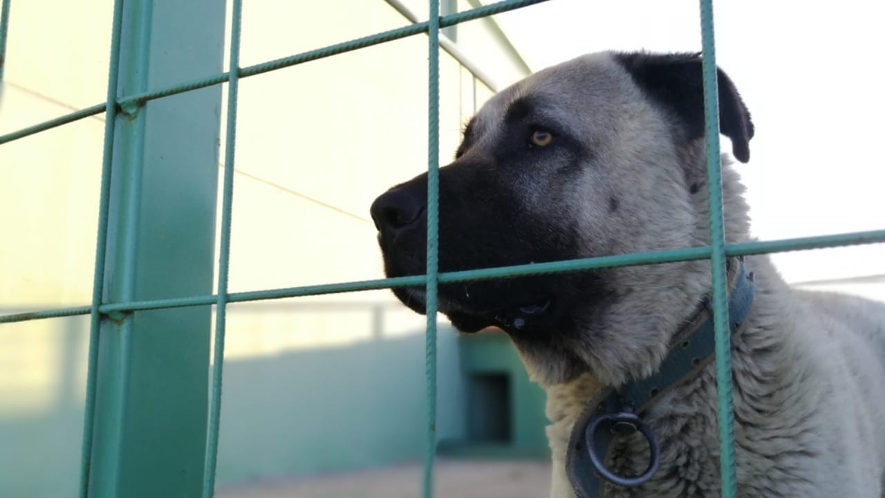 10 Reasons the Kangal Dog is Considered the Ultimate Protector  - Kangal dog ss2317428235