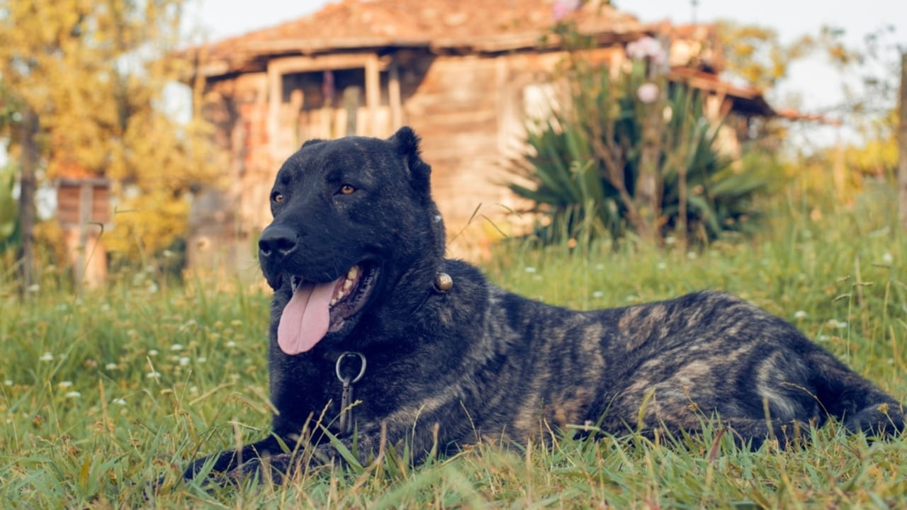 10 Reasons the Kangal Dog is Considered the Ultimate Protector  - Kangal dog ss2389060859