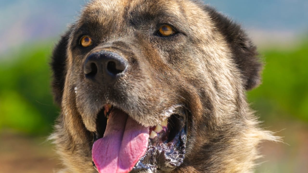 10 Reasons the Kangal Dog is Considered the Ultimate Protector  - Kangal dog ss2400278859