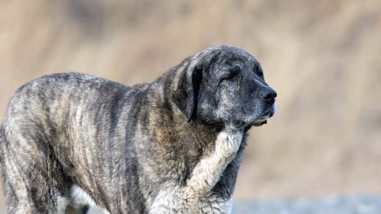 10 Reasons the Kangal Dog is Considered the Ultimate Protector  - Kangal dog ss2404835863