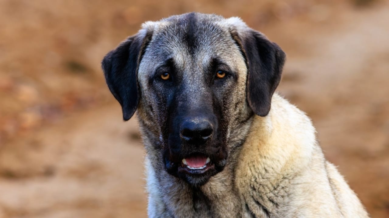 10 Reasons the Kangal Dog is Considered the Ultimate Protector  - Kangal dog ss2424161939