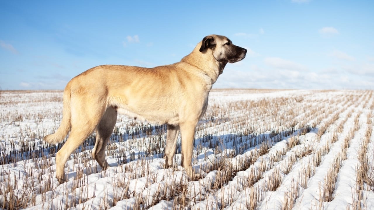 10 Reasons the Kangal Dog is Considered the Ultimate Protector  - Kangal dog ss2446810567