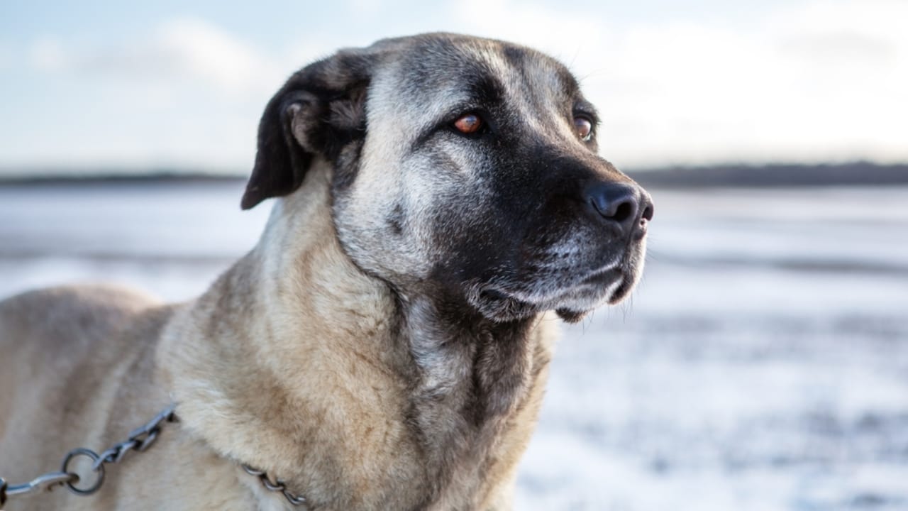 10 Reasons the Kangal Dog is Considered the Ultimate Protector  - Kangal dog ss2448059075