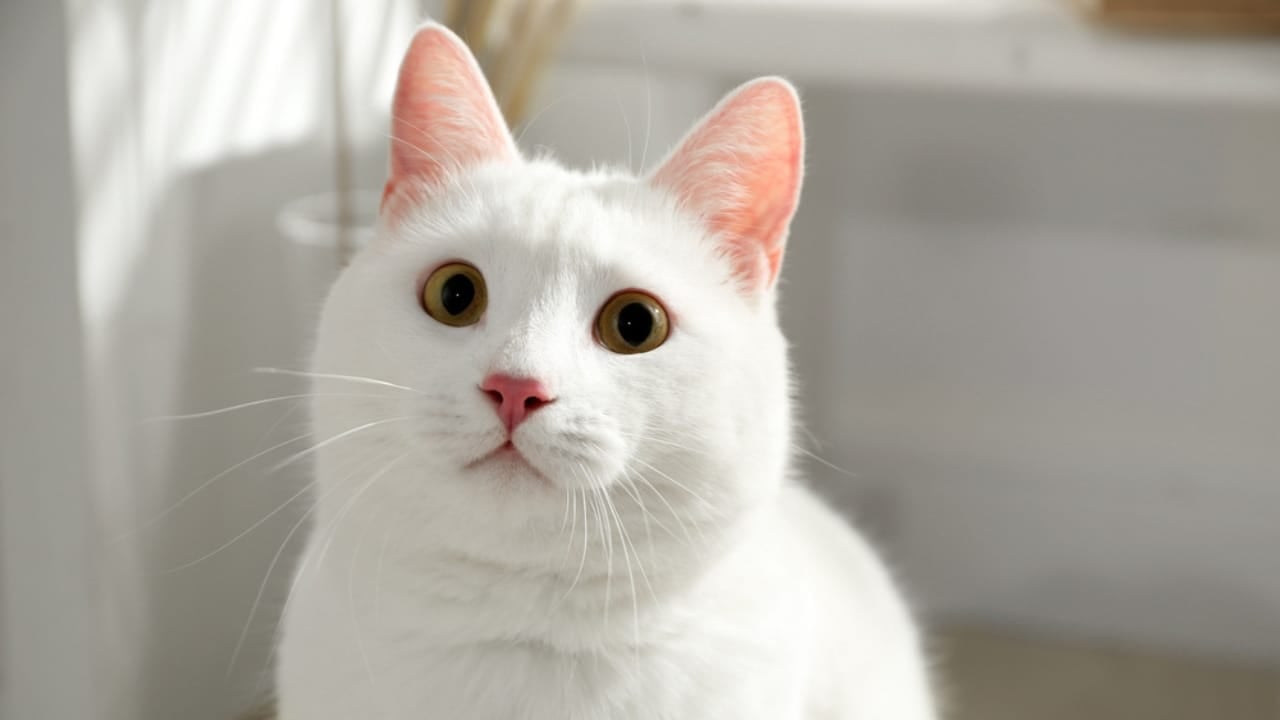 15 Expensive Cat Breeds That Will Make Your Wallet Meow - Khao Manee dp339152692
