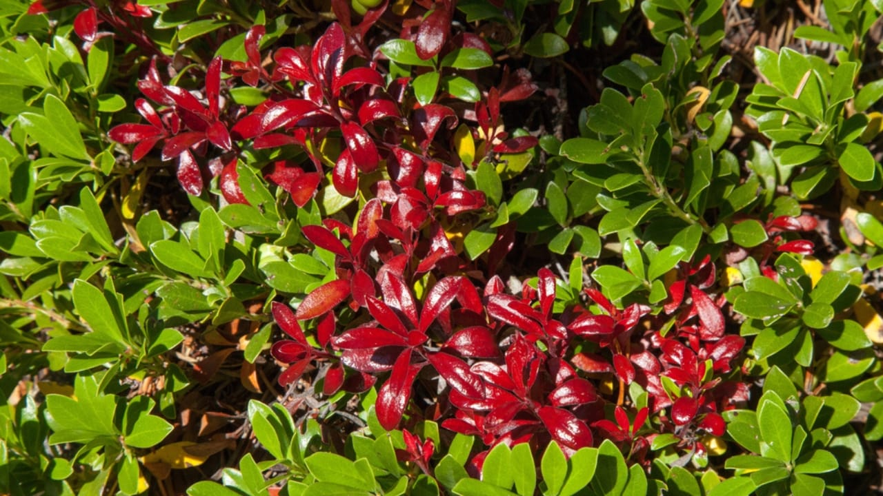 13 Plants with Deep Spiritual Meaning in Native American Cultures - Kinnikinnick ss1861678228