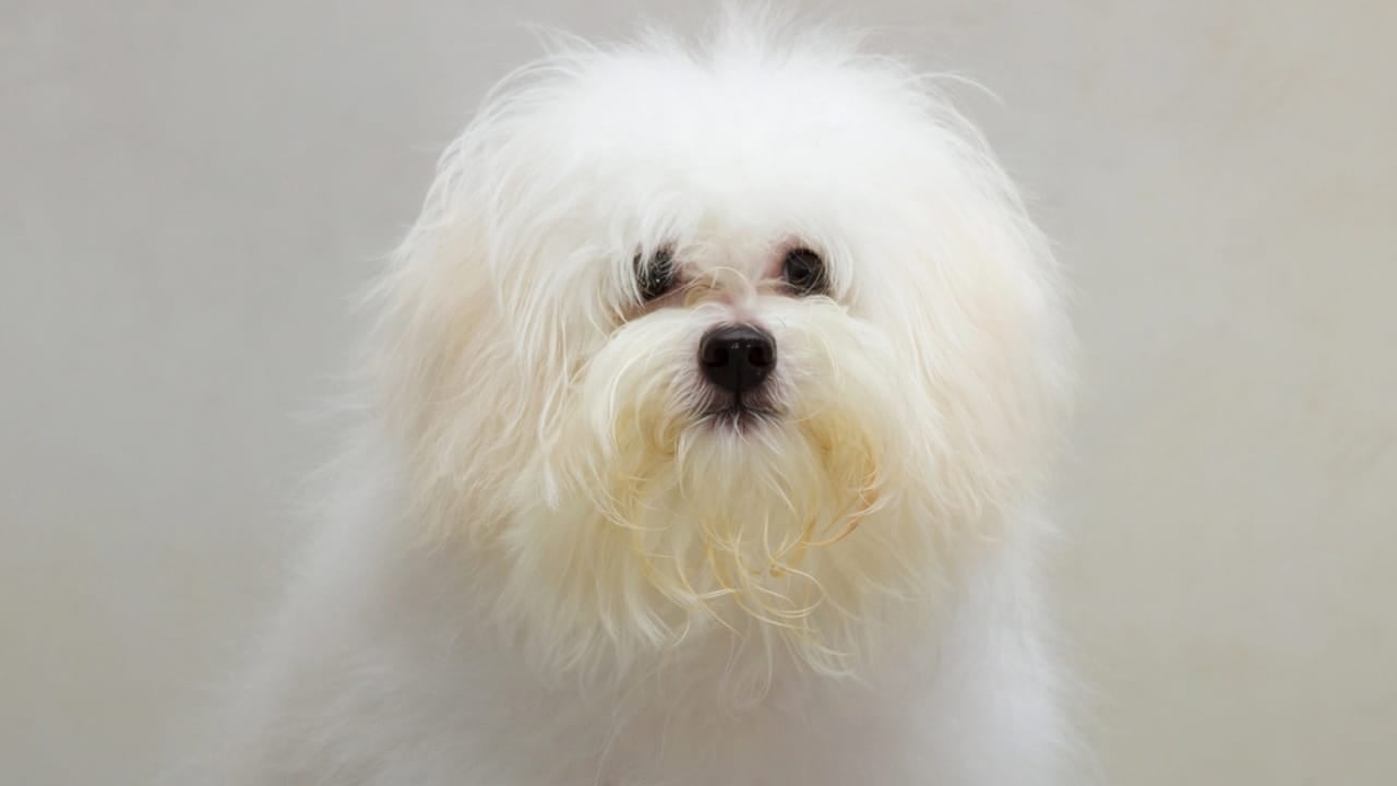 8 Rare Maltese Colors & Patterns You’ve Probably Never Heard Of - Lemon and white Maltese dog dp65116857