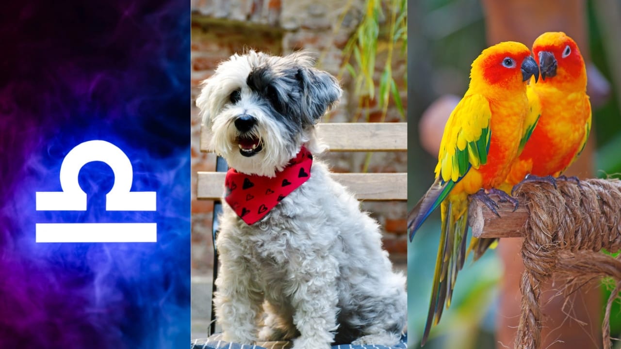 The Best Pets for Each Zodiac Sign: Your Perfect Companion - Libra Symbol dp322899430 Havanese dp239714962 Lovebird dp9605625
