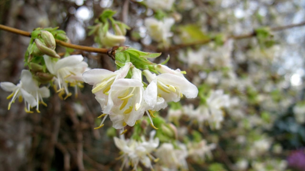 12 Shade-Loving Shrubs That Burst into Bloom During Fall & Winter - Lonicera purpusii Winter Beauty wc