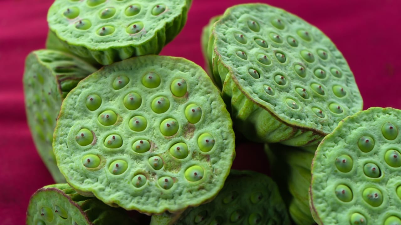 How to Cultivate the Elegant Lotus Flower & Find the Best Seeds - Lotus Flower Seeds ss1167803008