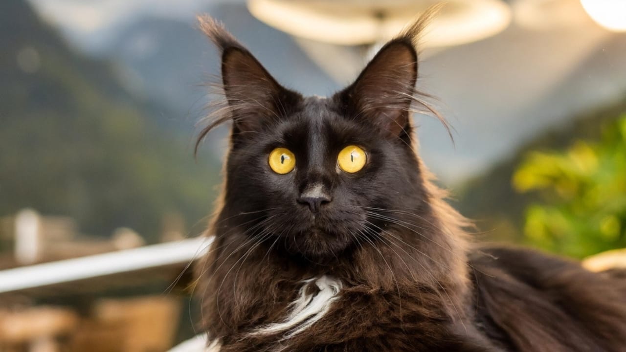 8 Traits That Show Why Maine Coons are Unlike Any Other Cat Breed - Maine Coon ss2441859531