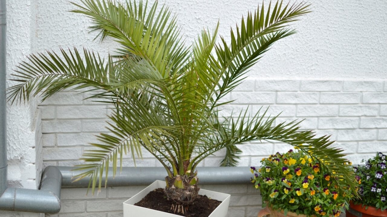 12 Perfect Patio Plants to Grow in Pots for a Lush Outdoor Oasis - Majesty Palm ss2170632081