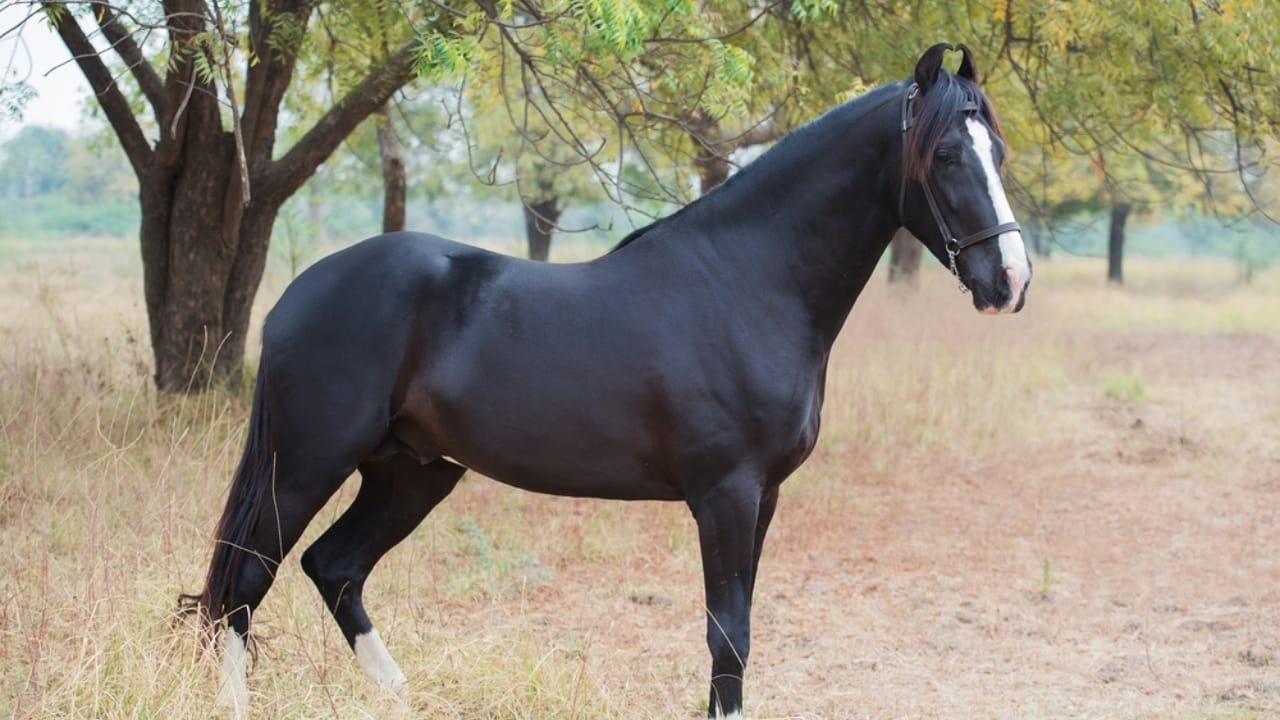 The Top 10 Most Dangerous Horse Breeds You Should Watch Out For - Marwaris dp352573210