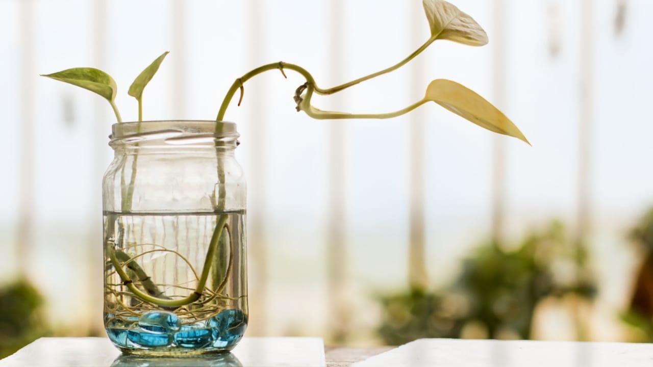 14 Low-Maintenance Houseplants Perfect for Glass Jar Gardening - Money plant in a mason jar dp317303627