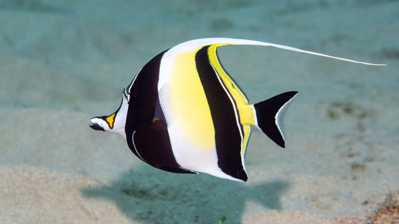 15 of the World's Prettiest Fish Species - Moorish Idol ss2469852157