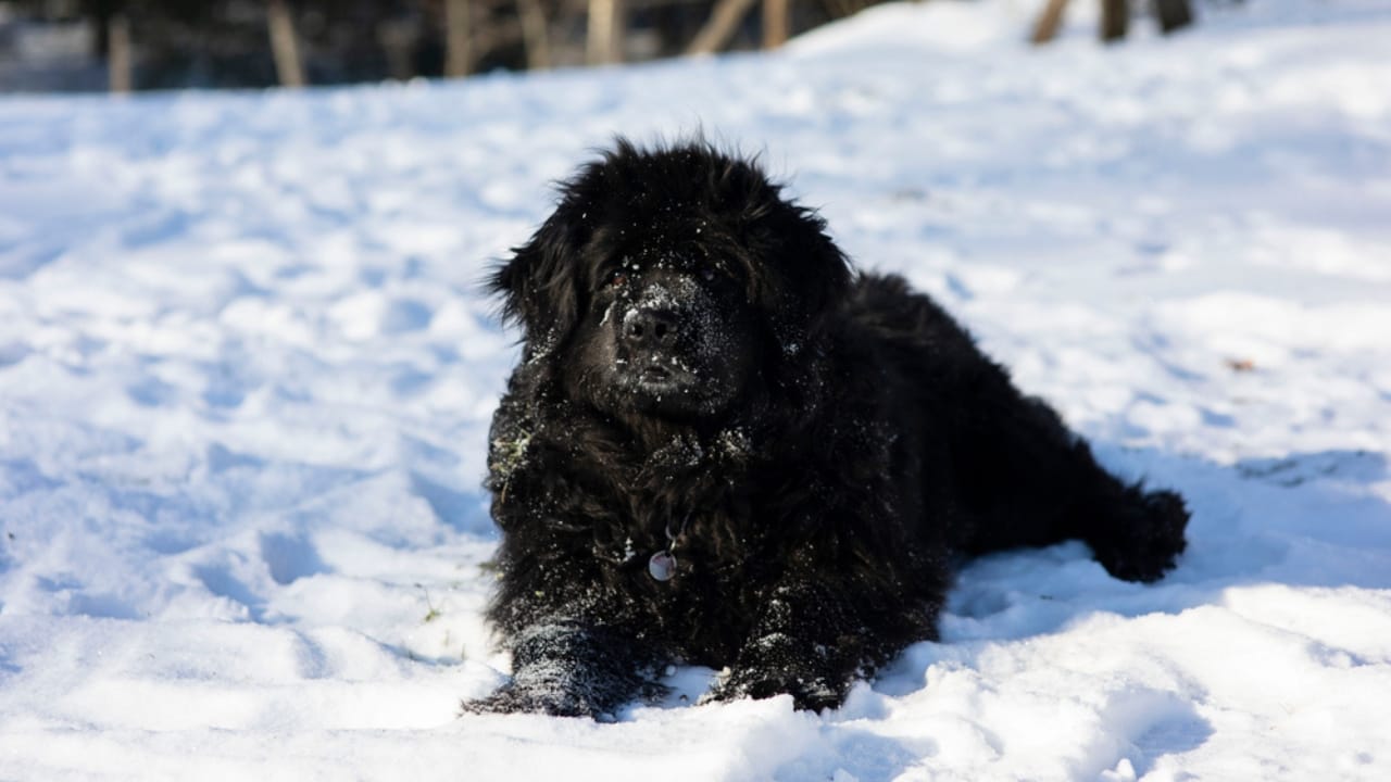 10 Russian Dog Breeds That Stand Out for Their Unique Traits - Moscow Water Dog ss1919899274
