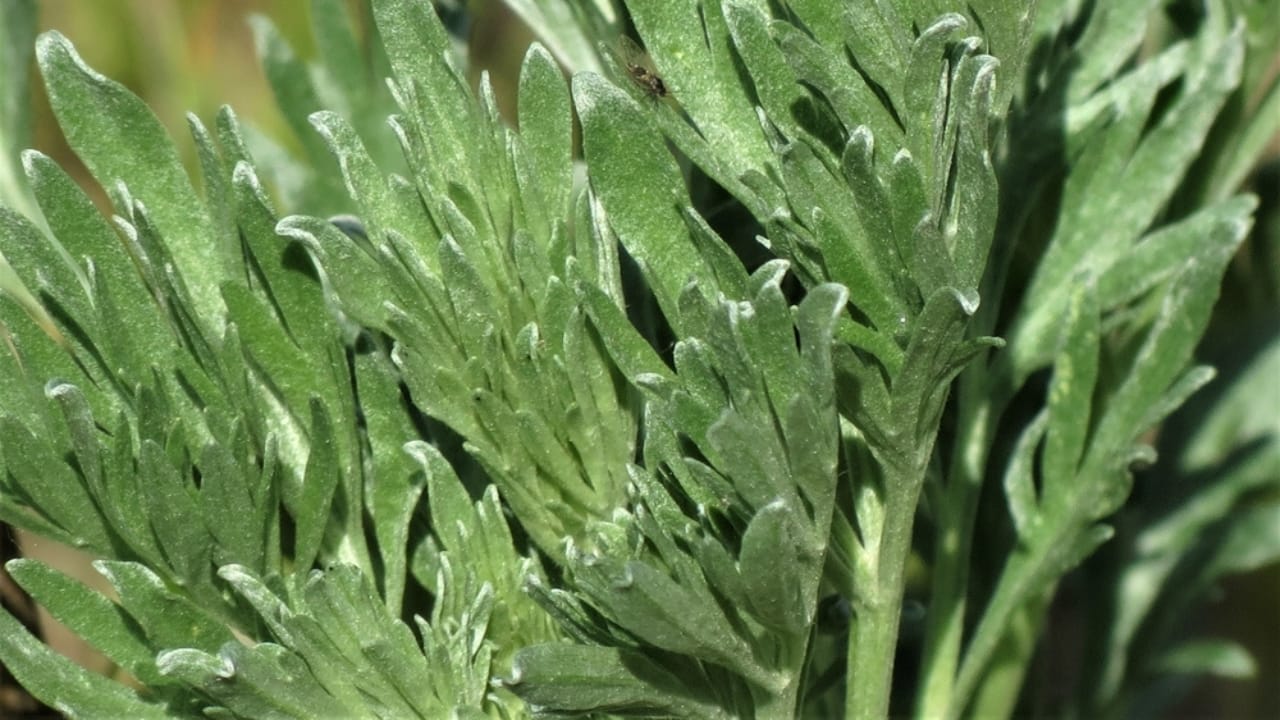 13 Plants with Deep Spiritual Meaning in Native American Cultures - Mugwort or Artemisia vulgaris ss2457536009