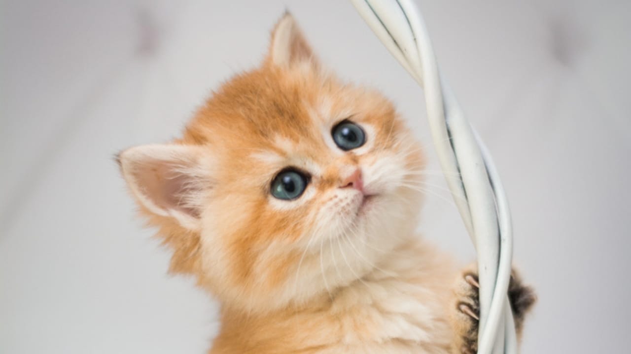 16 of The Most Eye-Catching Brown Cat Breeds - Munchkin cat dp262037926