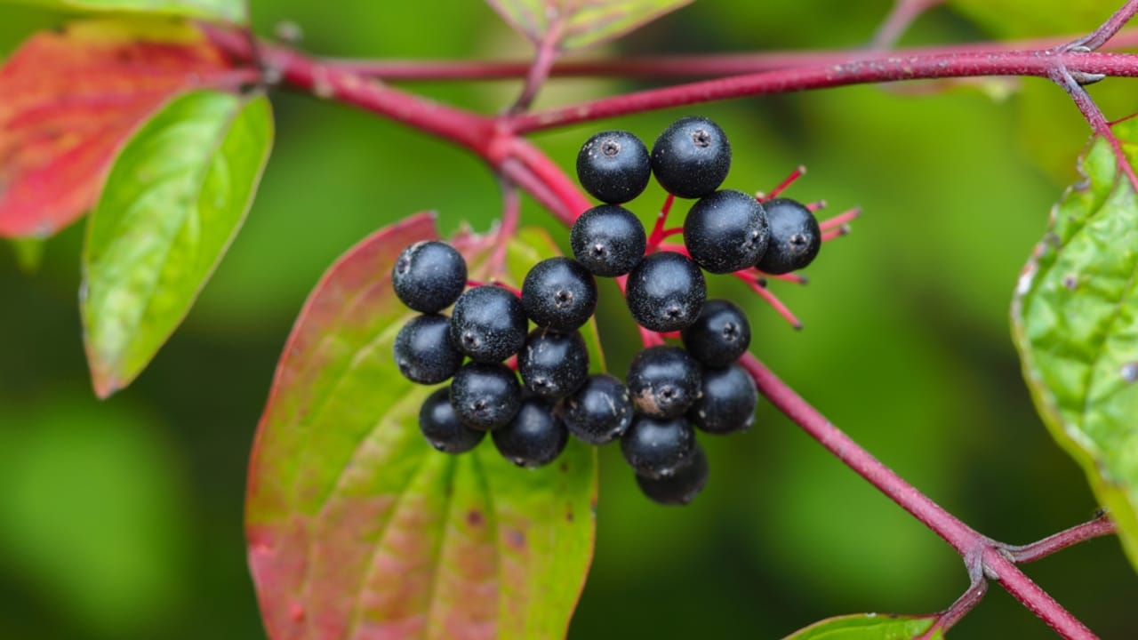23 Flowering Plants & Herbs That Offer Food for Birds - Nannyberry ss1526426810