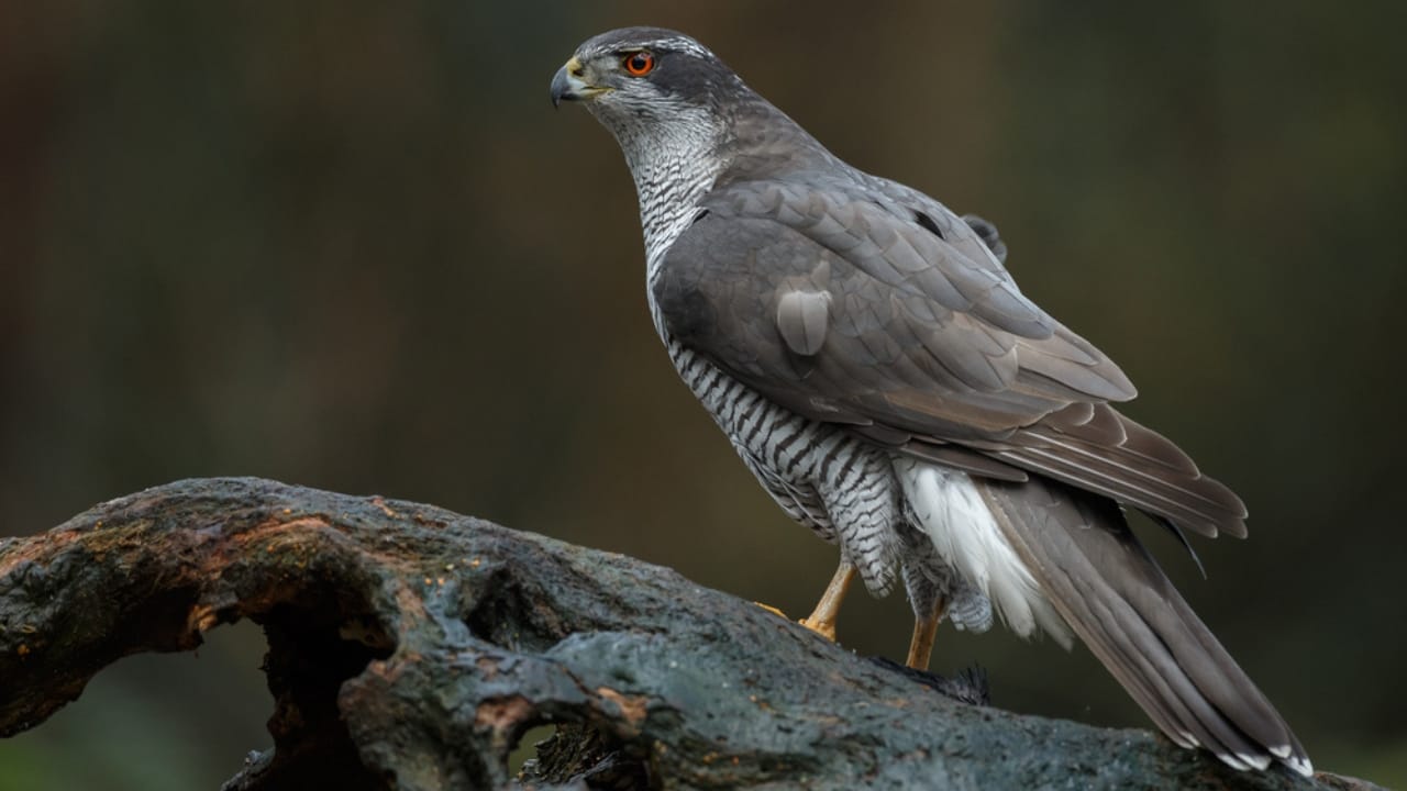 10 Stealthy Predators Hunting Hawks in the Wild - Northern Goshawk dp330454446