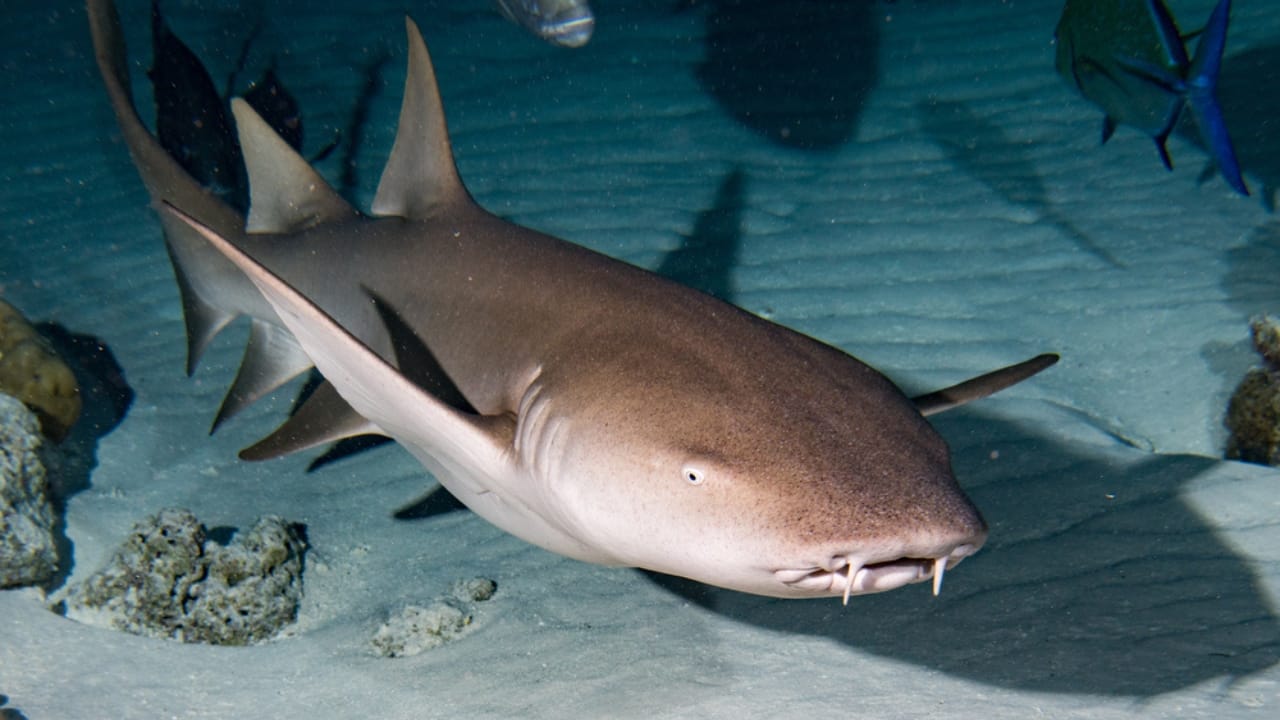 The 10 Most Dangerous Sharks Lurking in Our Oceans - Nurse Shark dp99722956