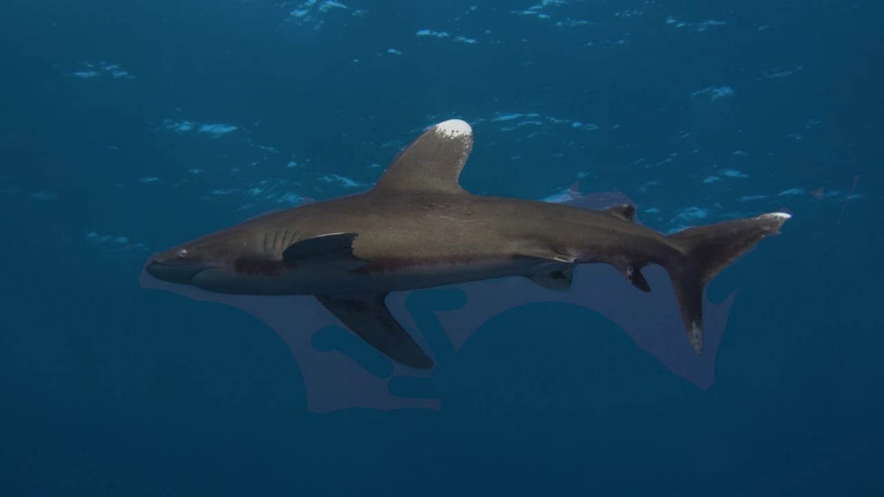 The 10 Most Dangerous Sharks Lurking in Our Oceans - Oceanic Whitetip Shark dp43549083