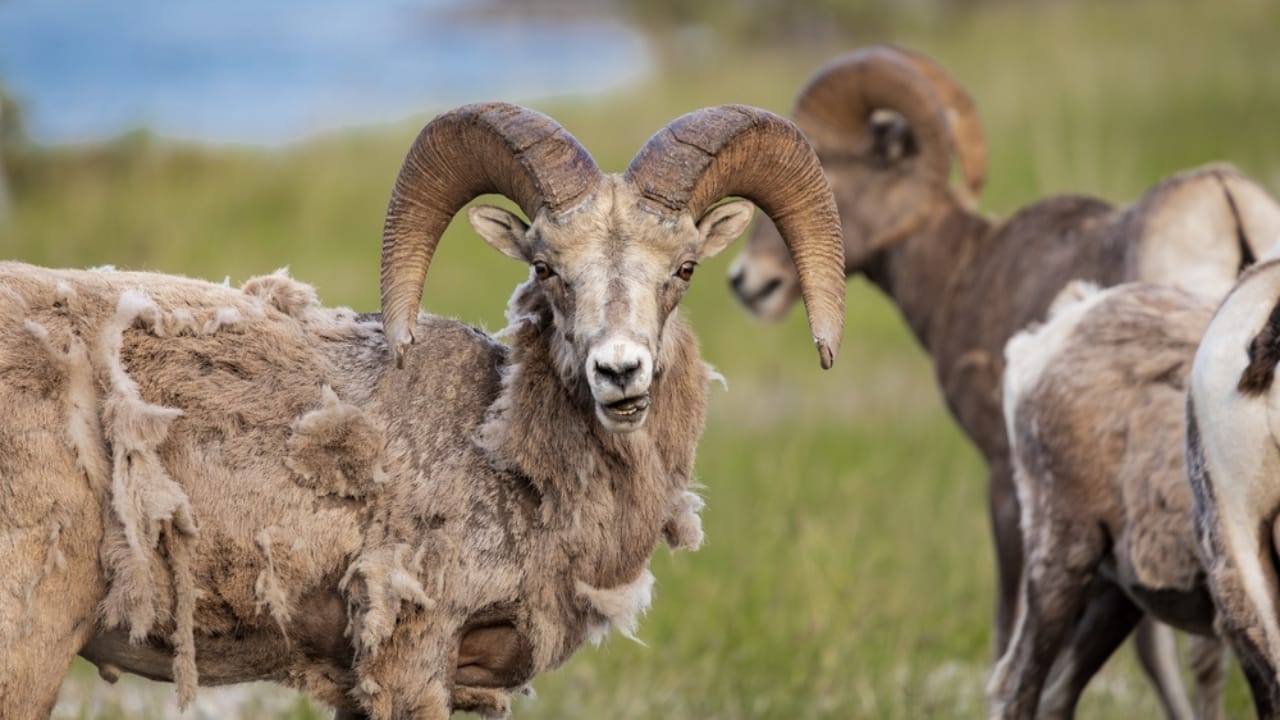 16 Things That Make Bighorn Sheep Way More Impressive Than You Think - Old bighorn sheep ram ss2366466121