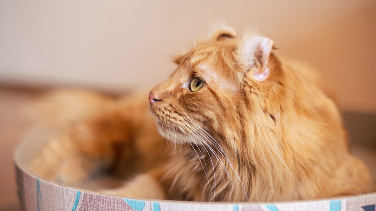 Curled Ears, Straight-Up Charm, The American Curl Might Be Your Purrfect Match - Orange american curl cat ss1480376414