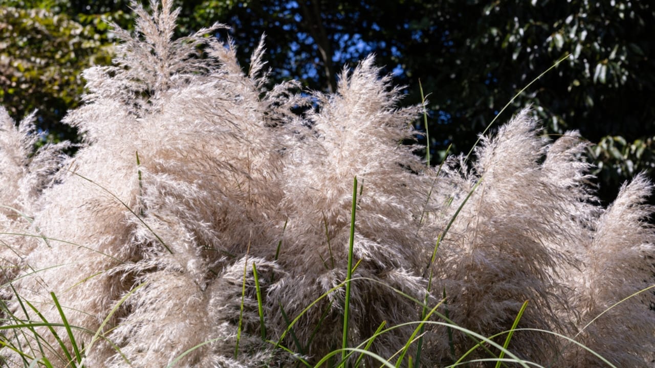 No Fence Needed: 12 Tall Ornamental Grasses for Perfect Privacy - Pampas Grass dp688382936