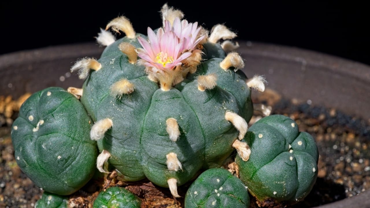 13 Plants with Deep Spiritual Meaning in Native American Cultures - Peyote Cactus or Lophophora williamsii ss2388309537