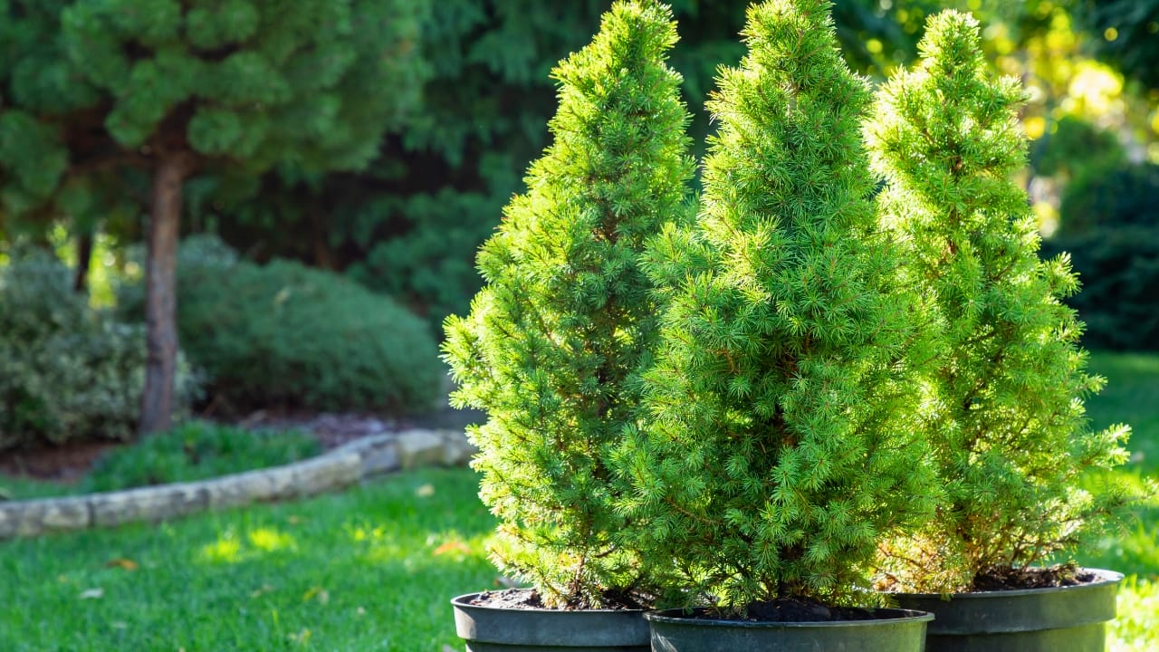 Landscaping Pros Swear by the Rule of Three—Here’s How to Apply It to Your Garden - Picea glauca conica seedlings ss2374799399