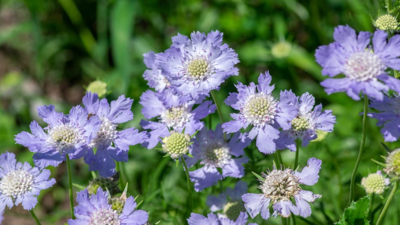 Say Goodbye to Dull Gardens: 22 Perennials That Bloom All Season Long - Pincushion Flower ss1841442121