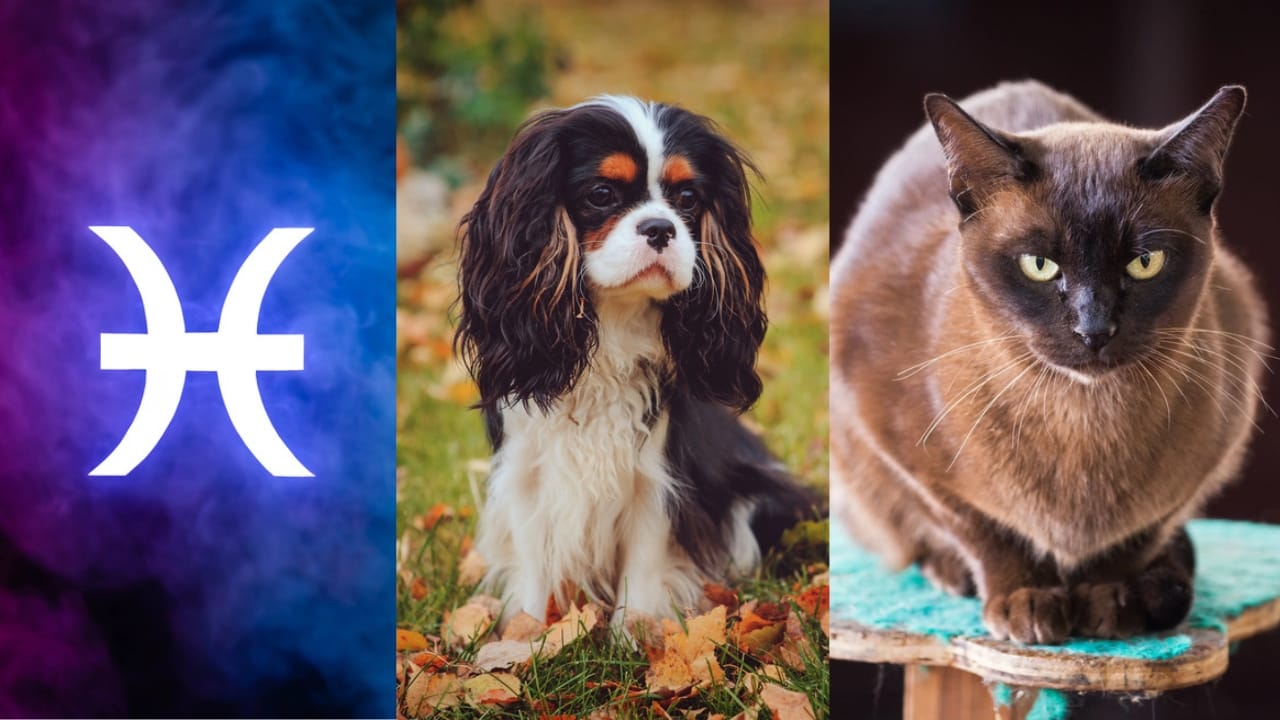 The Best Pets for Each Zodiac Sign: Your Perfect Companion - Pisces symbol dp322899474 Cavalier King Charles Spaniel dp122491150 Burmese Cat dp185490096