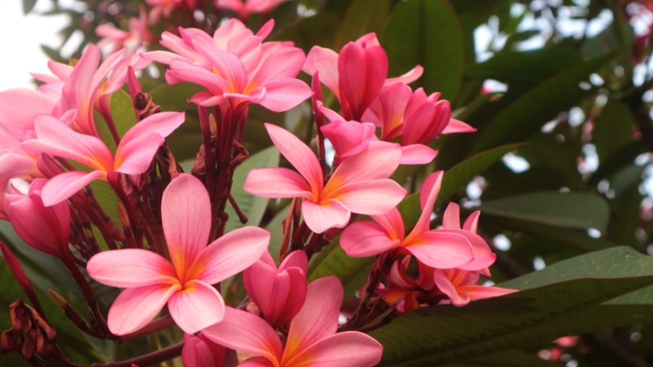 Plumeria Plant Perfection: How to Grow & Care for the Elegant Frangipani Tree - Plumeria ss2510101451
