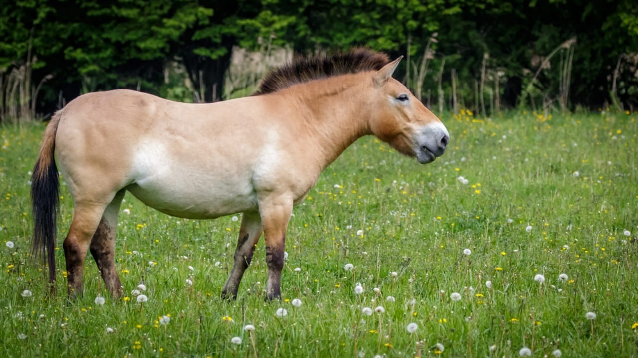 15 of the Rarest Horse Breeds You’ll Ever Encounter - Przewalskis Horse dp185944866