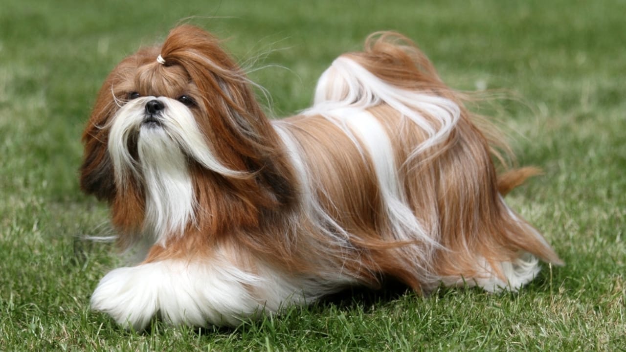 8 Rare Maltese Colors & Patterns You’ve Probably Never Heard Of - Red and White Shih Tzu Dog ss2061686765