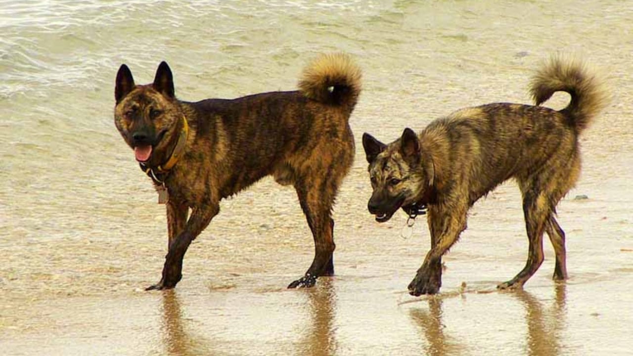 10 Heartwarming Dog Breeds from Japan You Didn’t Know You Needed in Your Life - Ryukyu Inu wc