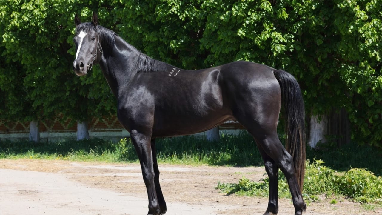 The Top 10 Most Dangerous Horse Breeds You Should Watch Out For - Saddlebreds ss2471381615