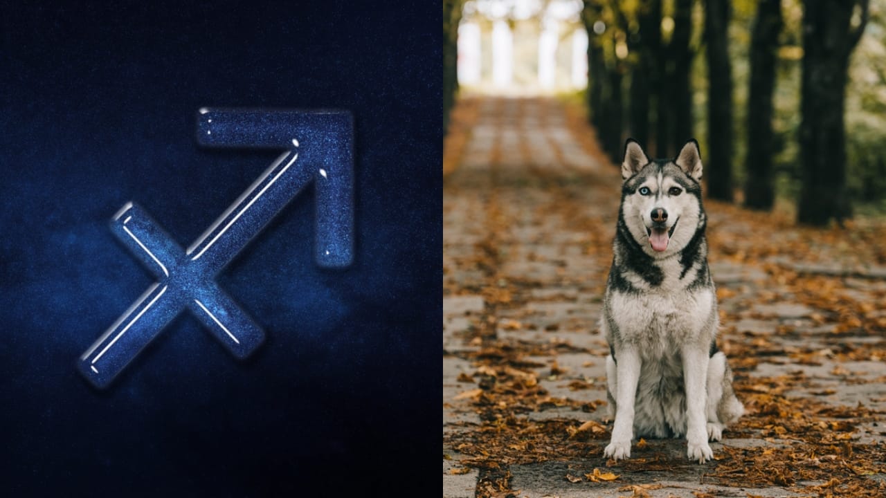 The Best Pets for Each Zodiac Sign: Your Perfect Companion - Sagittarius dp437631034 Siberian Husky dp210001058