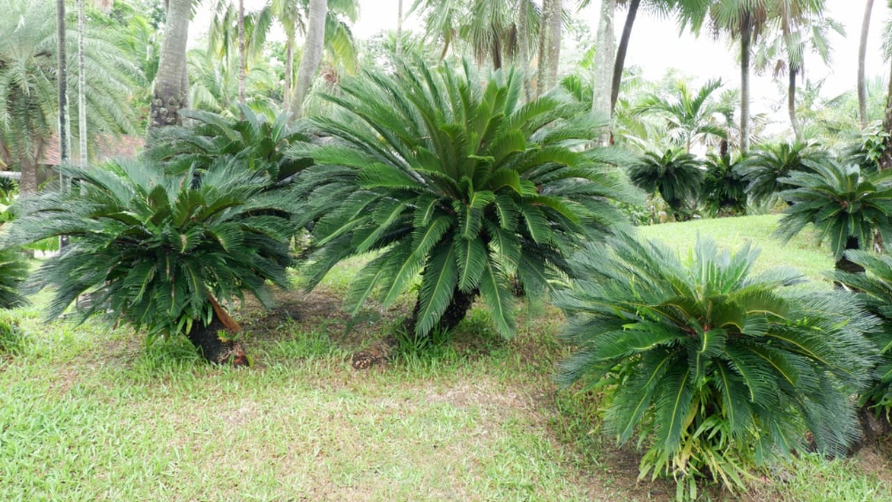 The Houseplant Palm That Poses a Serious Threat to Your Dog - Sago Palm ss2017116302