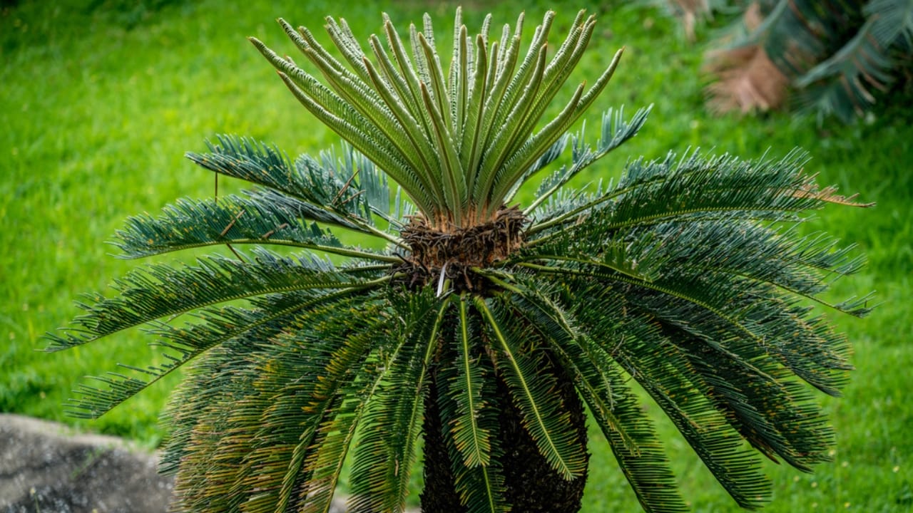 The Houseplant Palm That Poses a Serious Threat to Your Dog - Sago Palm ss697311949