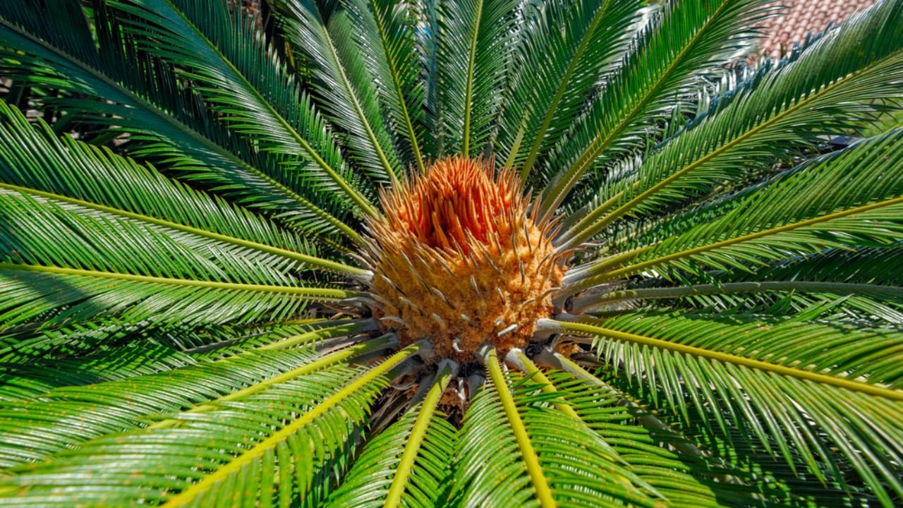 The Houseplant Palm That Poses a Serious Threat to Your Dog - Sago palm ss525407995