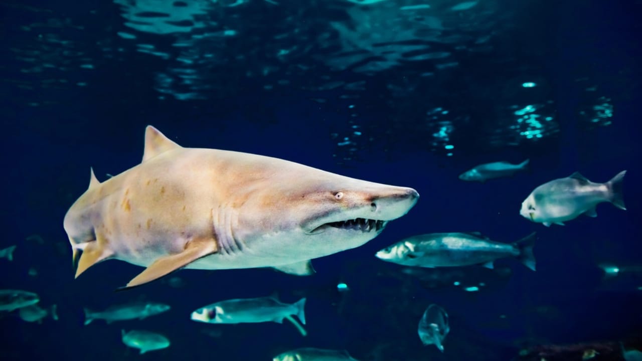 The 10 Most Dangerous Sharks Lurking in Our Oceans - Sand Tiger Shark dp74994665