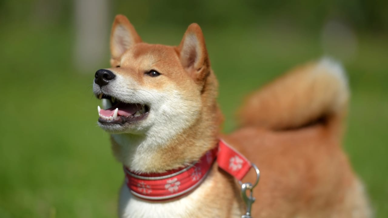 10 Heartwarming Dog Breeds from Japan You Didn’t Know You Needed in Your Life - Sanshu Inu dp208408122