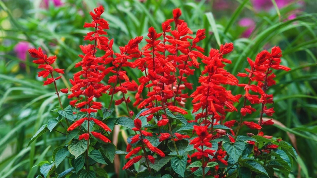 How to Create a Hummingbird Haven with Scarlet Sage - Scarlet Sage ss2194342417