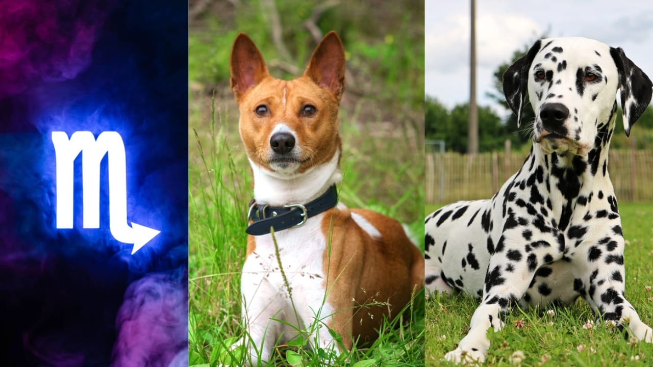 The Best Pets for Each Zodiac Sign: Your Perfect Companion - Scorpio Symbol dp322899466 Basenji dp240110168 Dalmatian dp184577904